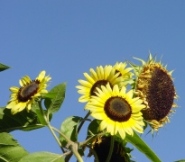 sunflower from garden
