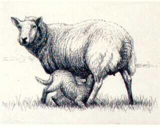 Henry Moore drawing of sheep