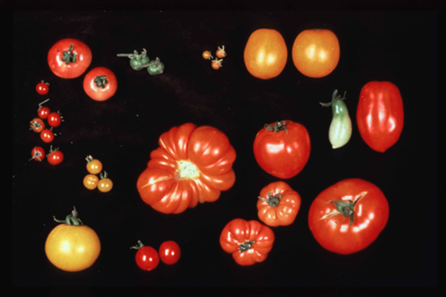 picture of tomato fruits showing diversity in size, color and shape
