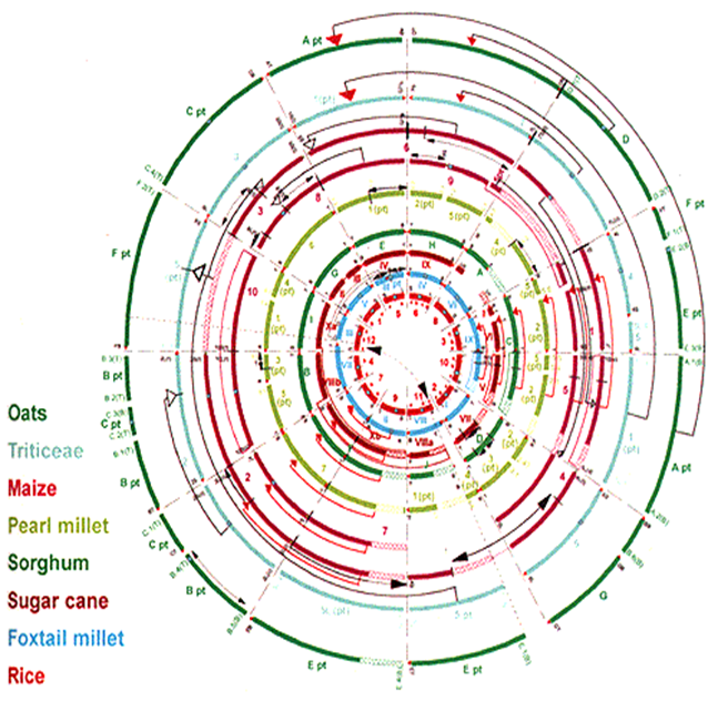 Synteny of cereal species genomes