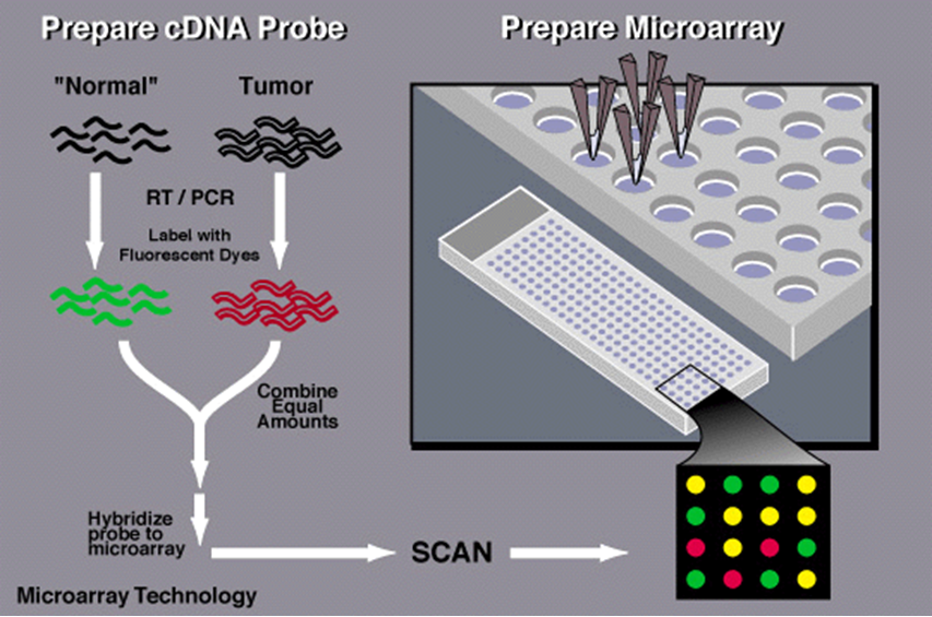 The microarray process