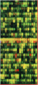 Picture of a microarray showing green, yellow and red spots