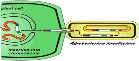 cartoon of Agrobacterium cell injecting DNA into a plant cell