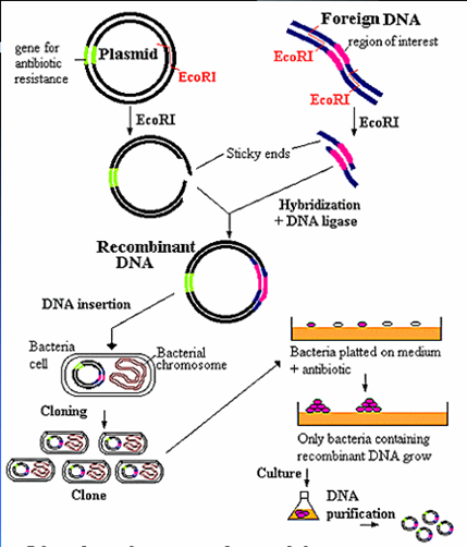 Diagram of gene cloning in E. coli