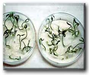 tomato seedlings germinated in petri dish