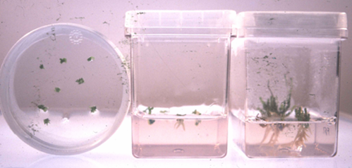 tissue culture of asparagus from tissue explant to small plant with roots