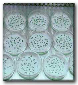 Cotyledon explants are co-cultivated with Agrobacterium in petri dishes