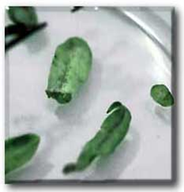 picture of cotyledon explants growing in petri dish after co-cultivation