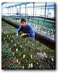picture of a greenhouse containing thousands of plants