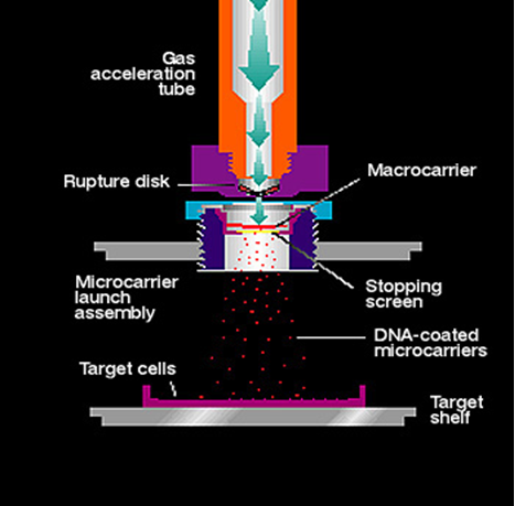 cross-section diagram of biolistic gene transfer machine