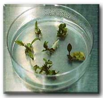 shoot regeneration from cotyledon explants cultured in a petri dish