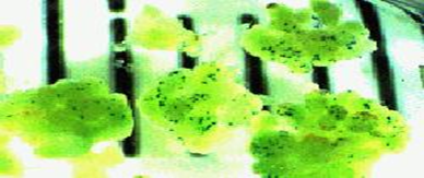 picture of callus clumps sprinkled with small blue spots showing regions of gusA gene expression
