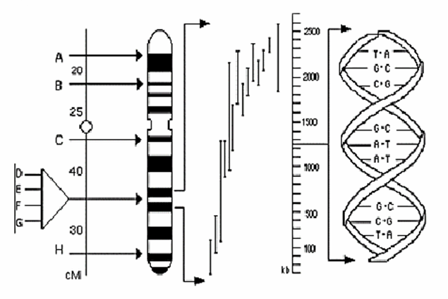 alignment of DNA sequence with the physical map and the genetic map