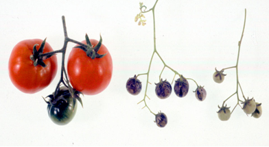 Tomato fruits