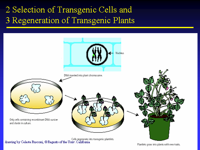 Image of Slide 50