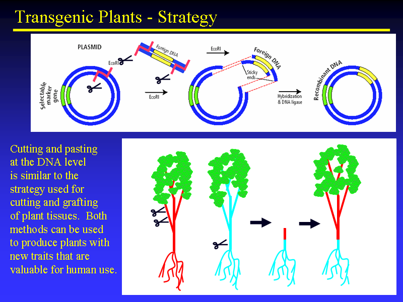 Image of Slide 44