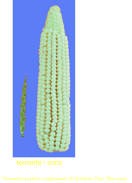 Teosinte and Corn