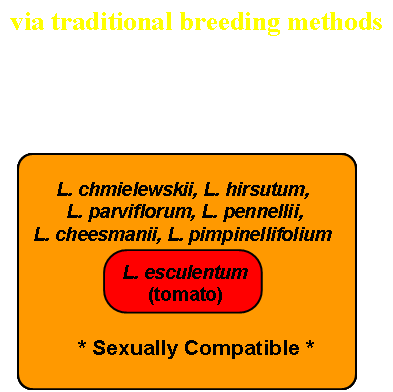 Tomato gene pool using traditional breeding methods