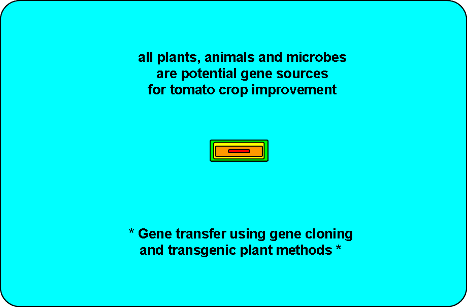 Transgenic plant methods greatly expand the tomato gene pool