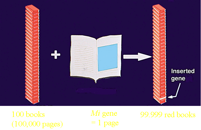 Transgenic plant methods - bookstack analogy