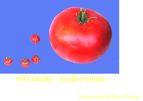 Wild tomato vs modern tomato fruits