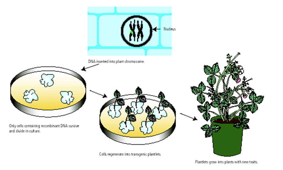 Selection and regeneration of transgenic plants