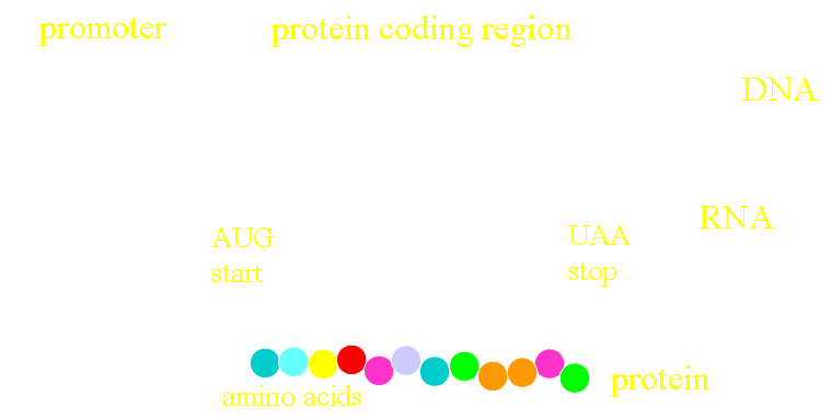 Transcription and translation