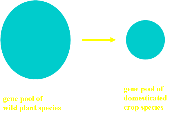 Gene pools of wild vs domesticated plants