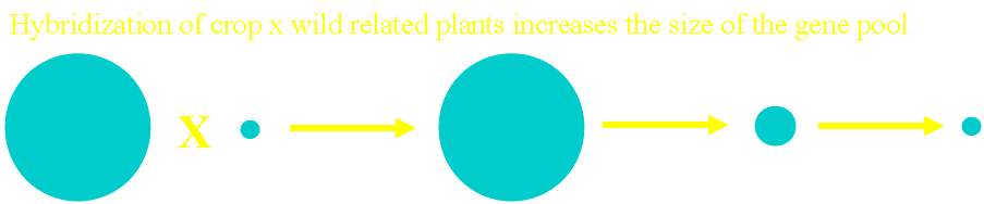 Hybridization of crop x related wild plant