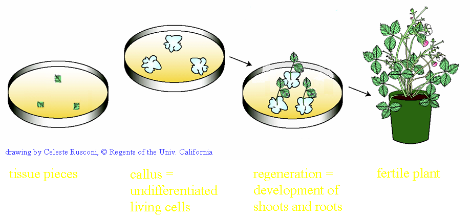 Tissue culture and plant regeneration