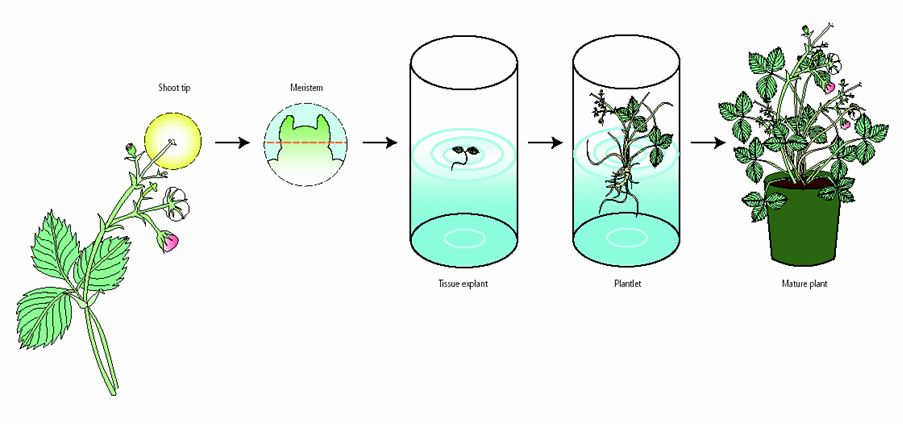 Micropropagation