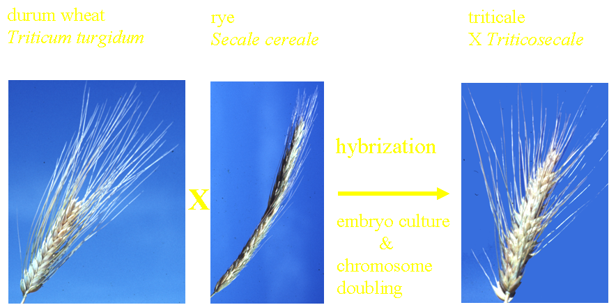 Production of triticale