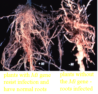 Mi gene protects against nematode infection of roots