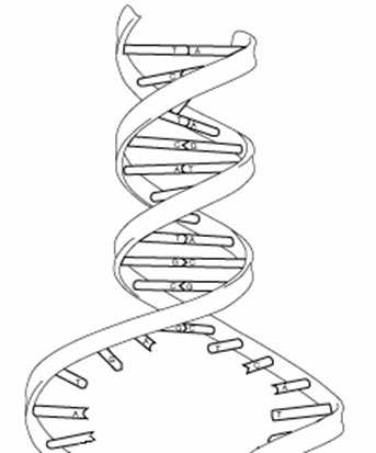 diagram of DNA double helix structure