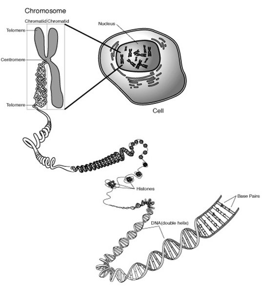 DNA structure and organization within the cell