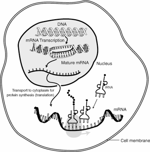 Transcription and Translation