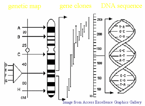 Structure fo the genome