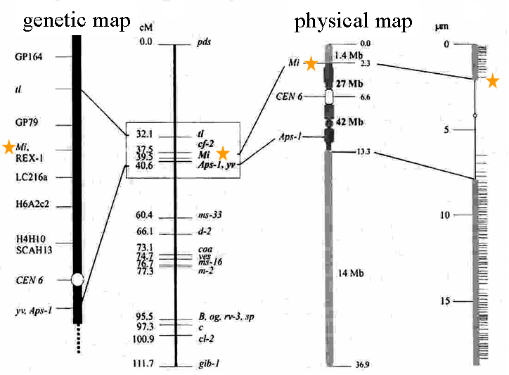 Mapping of the Mi gene