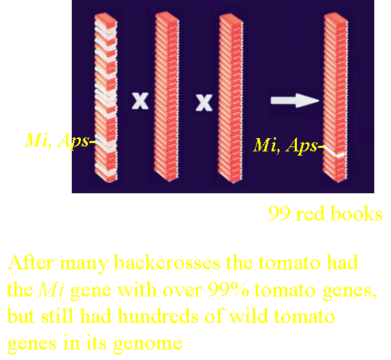 Backcrossing represented via the bookstack analogy