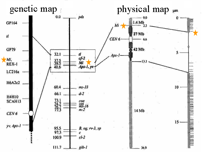 A better marker gene linked closer to the Mi gene