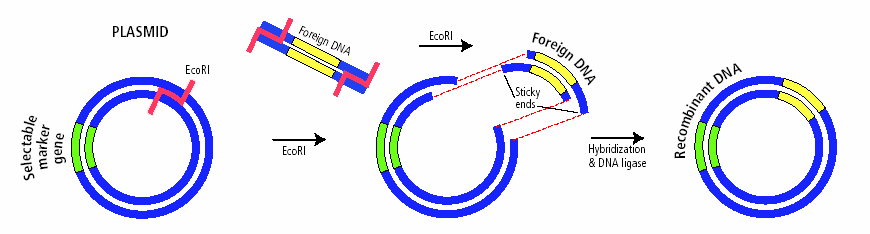 Gene cloning