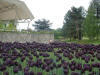 Emma and Finn with the Queens of the Night tulips at the Parc Floral in Paris