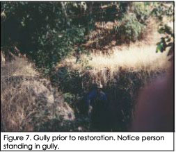 Erosion gully prior to restoration