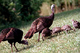 Turkeys with poults
