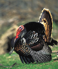 Male Merriam's turkey