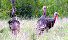 Wild turkeys in natural habitat