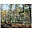 CHEROKEE VILLAGE, AR~X Nice Level Lot~0%