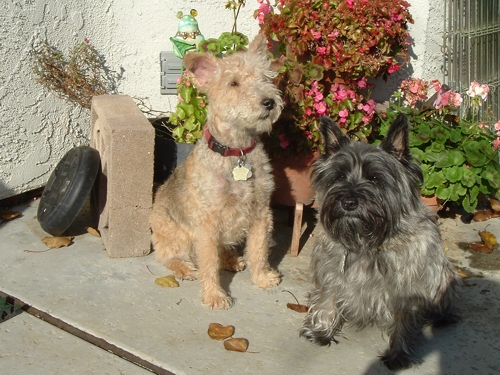 The Boys: Harry (left) and Toby