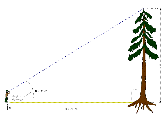 Figure 1: Conventional measuremnt of a tree height using inclinometer.