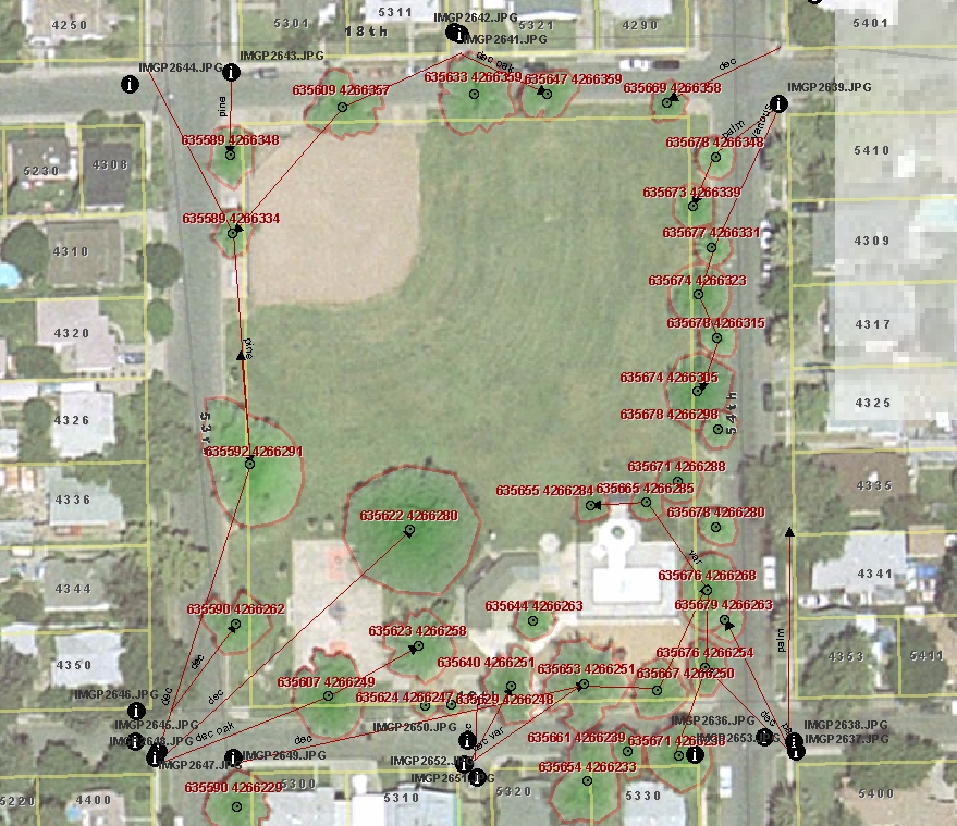 ArcMap view showing digitized trees and imagery locations.